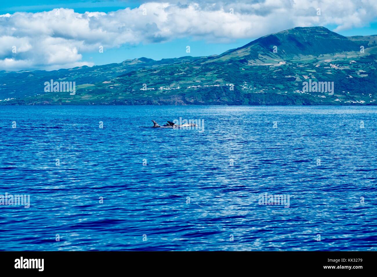 Pico Island scenic coast with Risso's dolphins Stock Photo