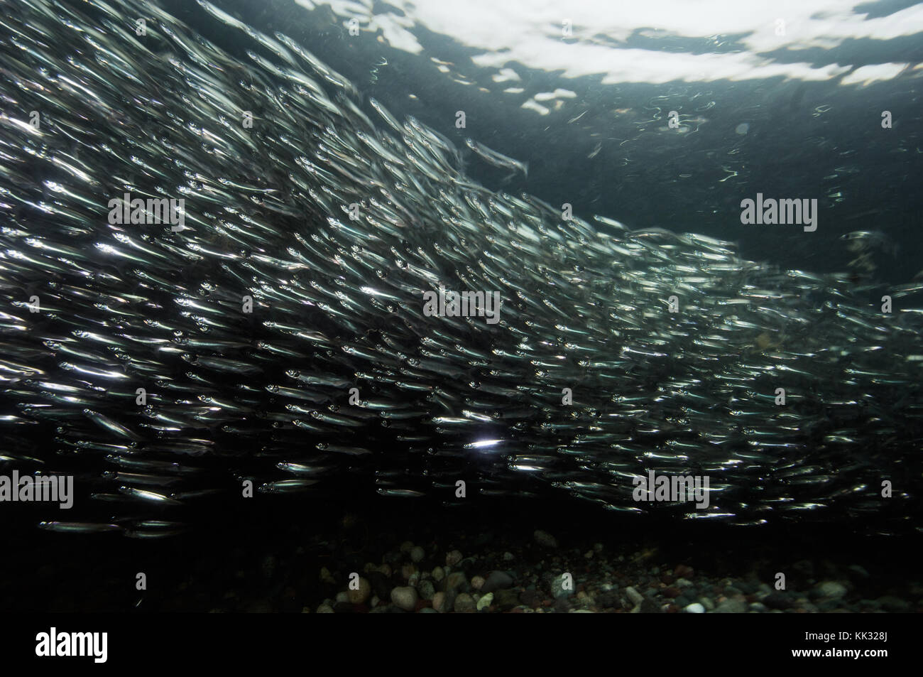 A shoal of capelin/caplin gathering in shallow water before they breed and die on a Newfoundland Beach Stock Photo