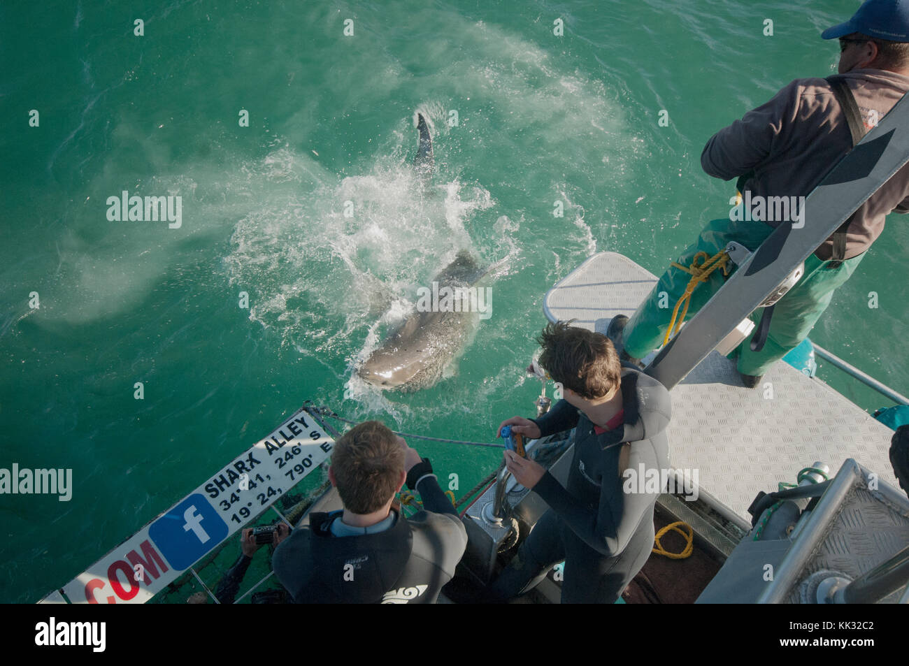 Great white shark snorkeling is a tourist attraction in South Africa. Stock Photo