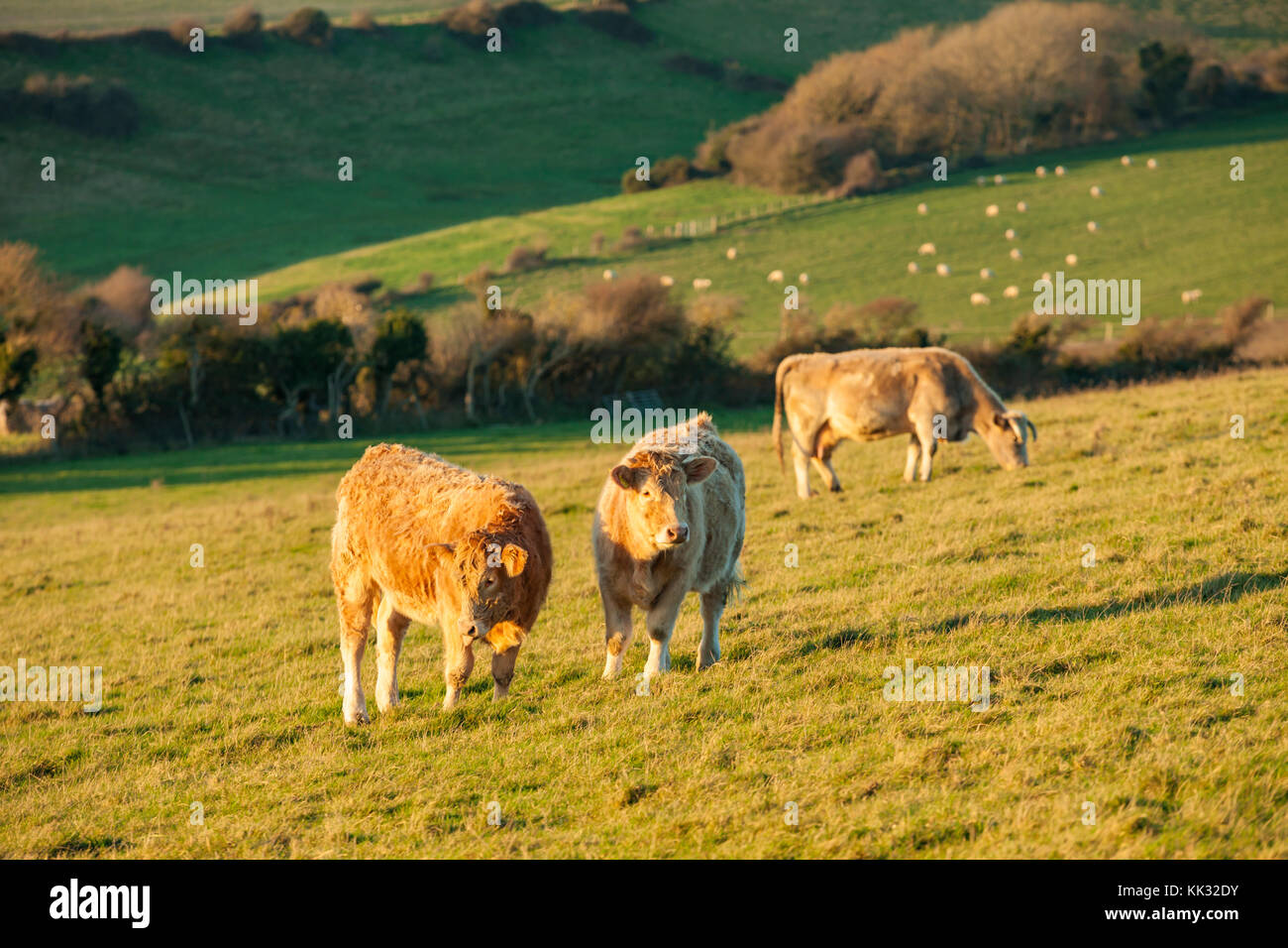 Cows in South Downs National Park, West Sussex, England. Stock Photo