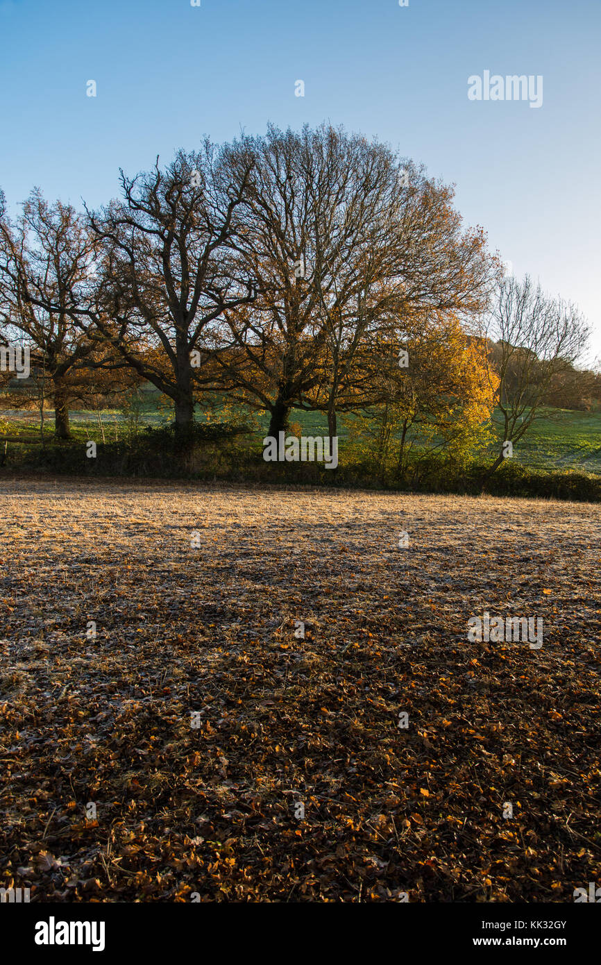 Winter morning walk in the Cotswolds Stock Photo