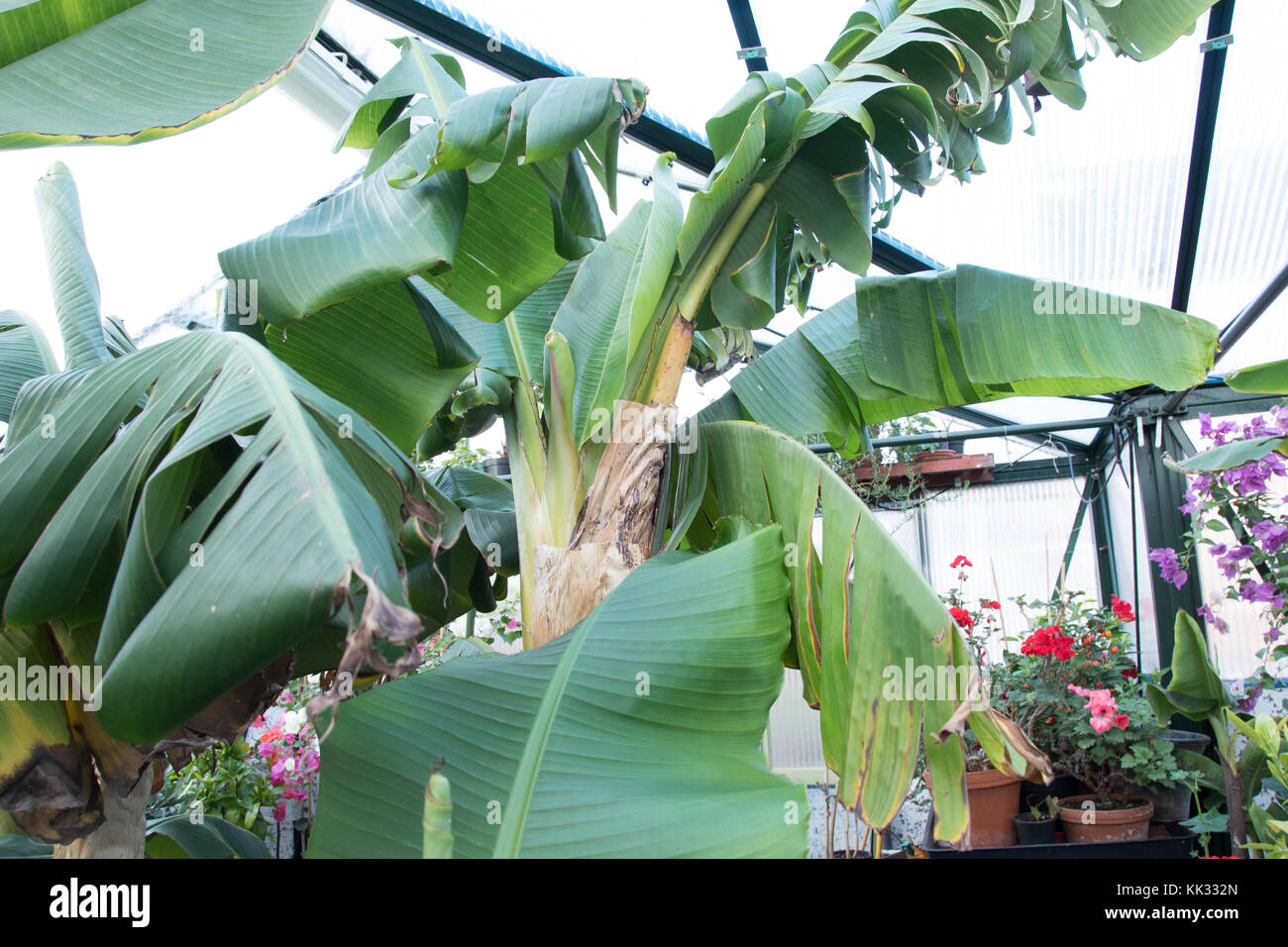 Banana growing uk hires stock photography and images Alamy