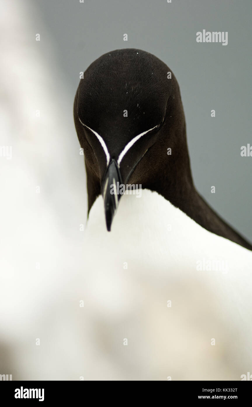 Razorbill marine bird seabird hi-res stock photography and images - Alamy