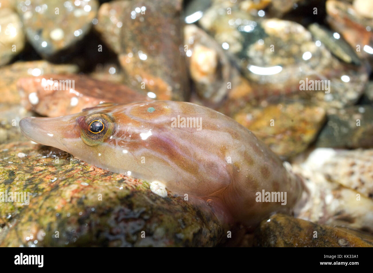 Shore clingfish (Lepadogaster lepadogaster), also a Cornish sucker on a stone in a rock pool off the tip of Lizard Point, Cornwall, UK. Stock Photo