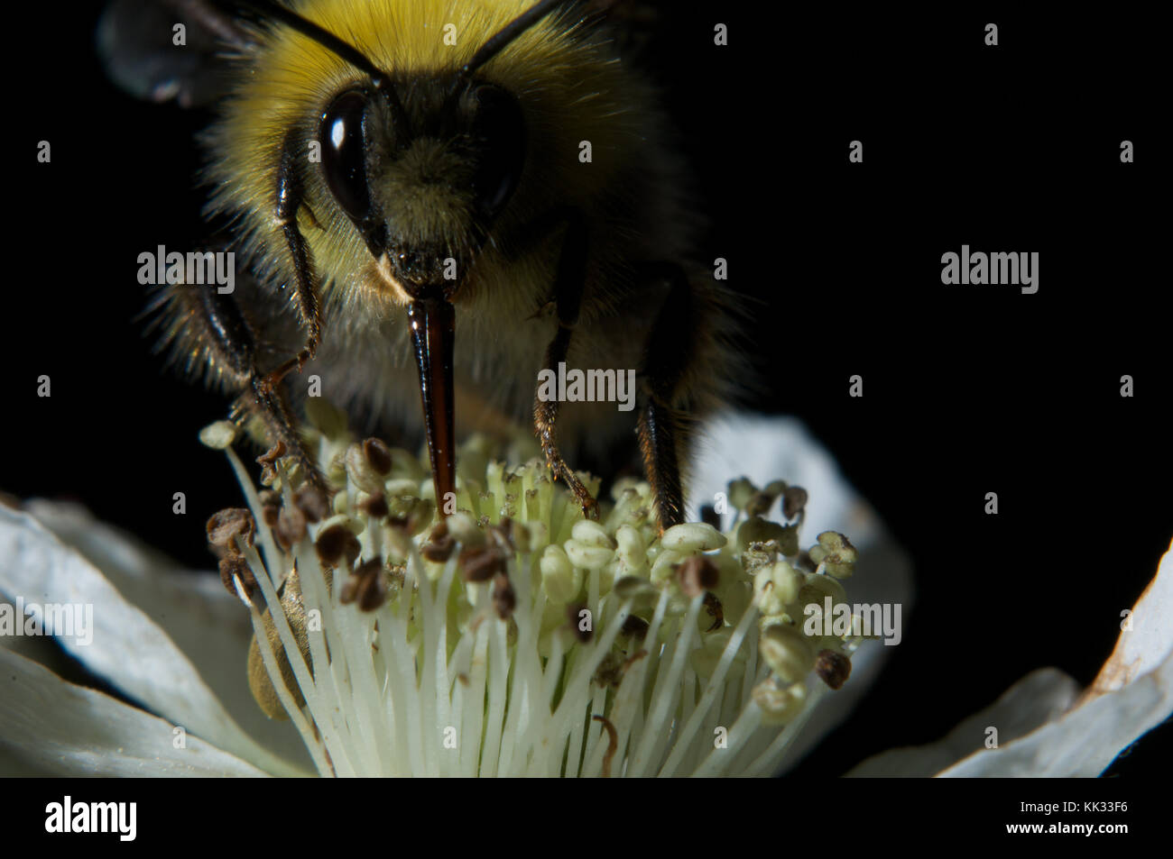 Bumble bee feeding on a bramble flower, Queen Woods, Highgate, London