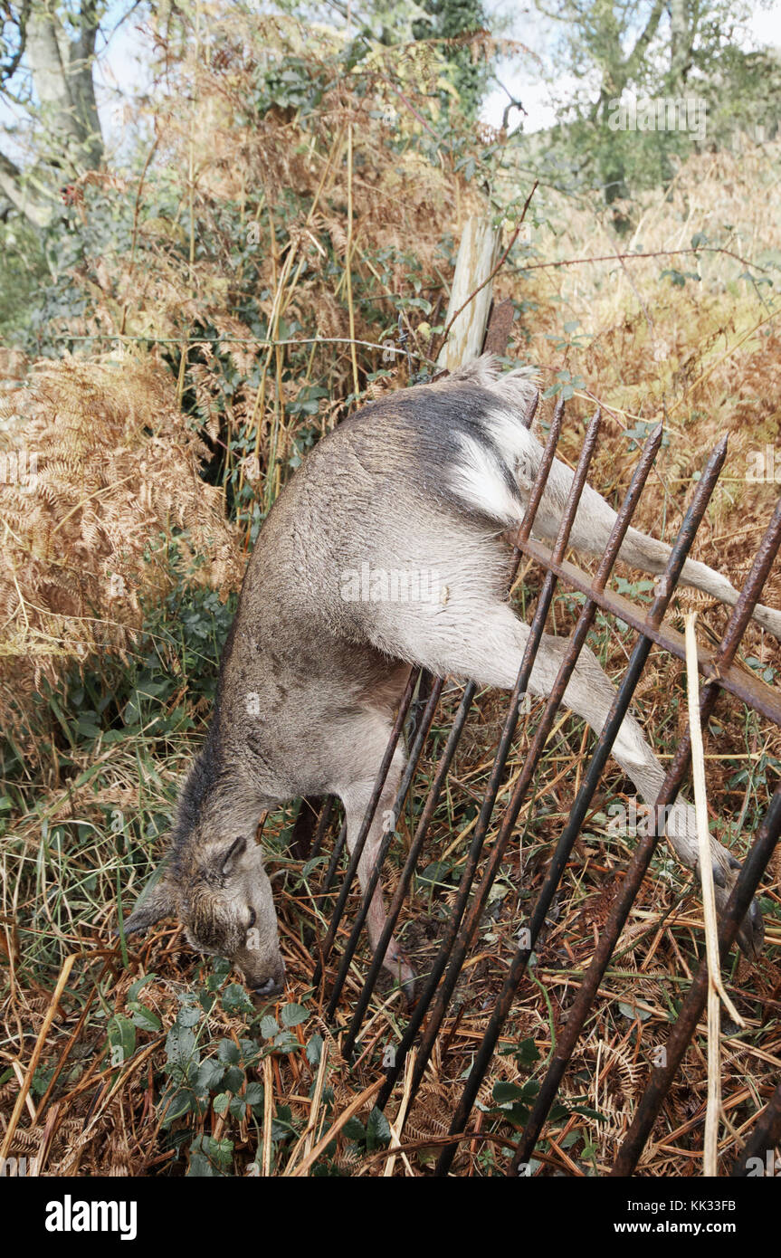 A Dead Deer Caught On A Metal Fence Stock Photo Alamy a-dead-deer-caught-on-a-metal-fence-stock-photo-alamy