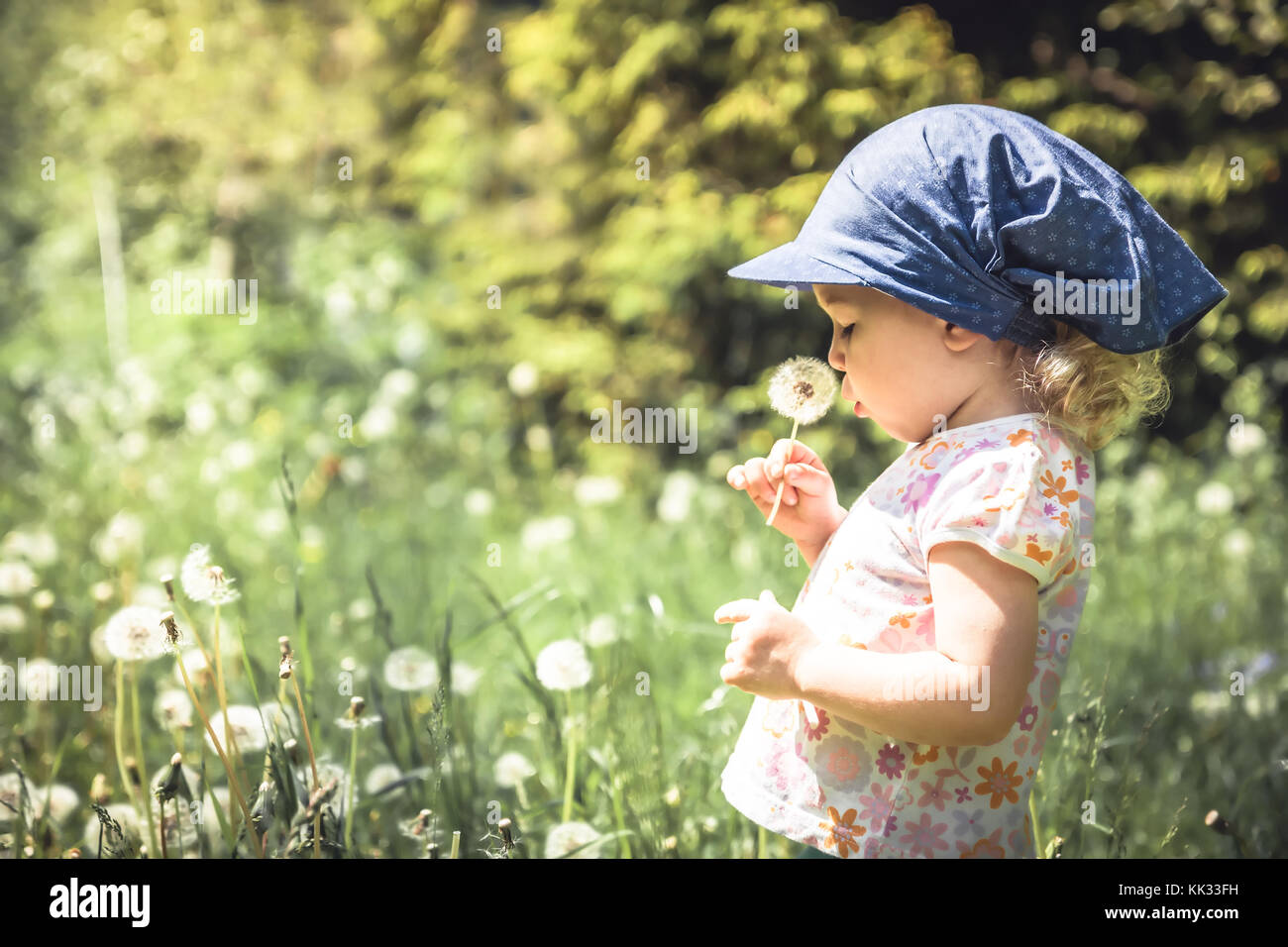 Cute baby girl blowing dandelion in summer park among tall grass  in summer sunny day with sunlight Stock Photo