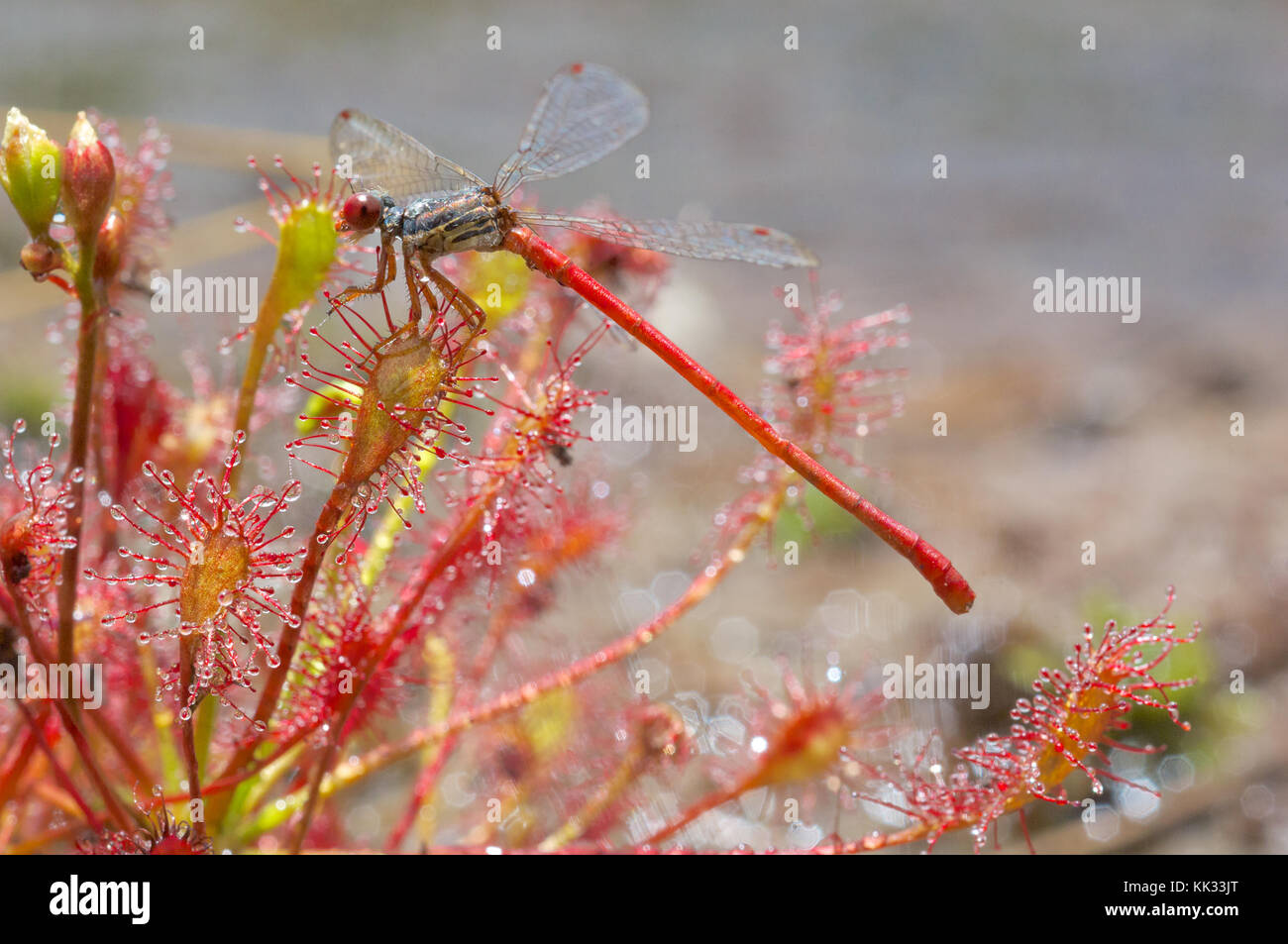 Oblong sundew captures a male red damselfly Stock Photo