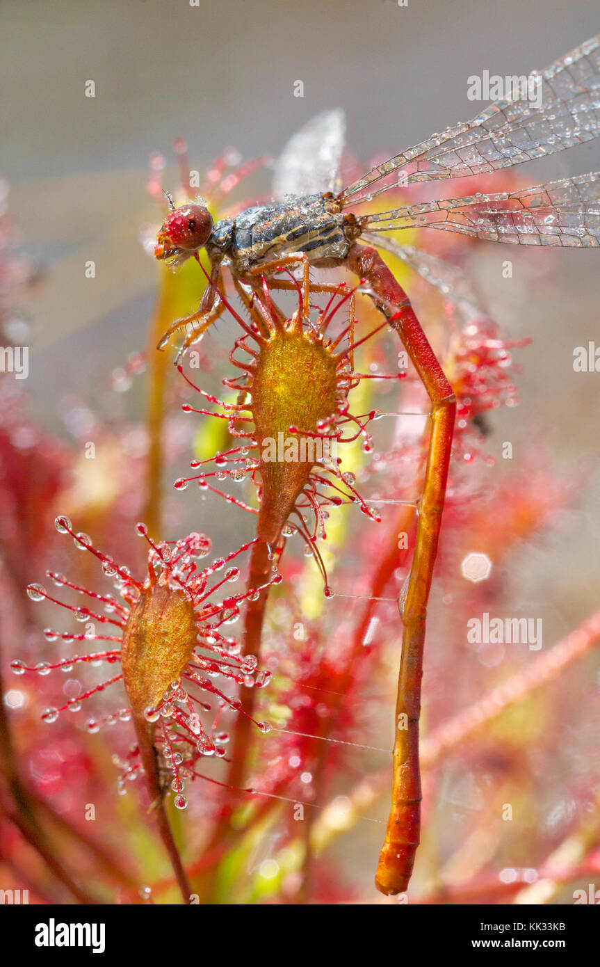 Oblong sundews  capture a male small red damselfly Stock Photo