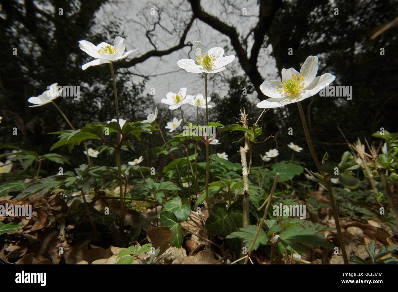 Wood anemone flowers Stock Photo Alamy