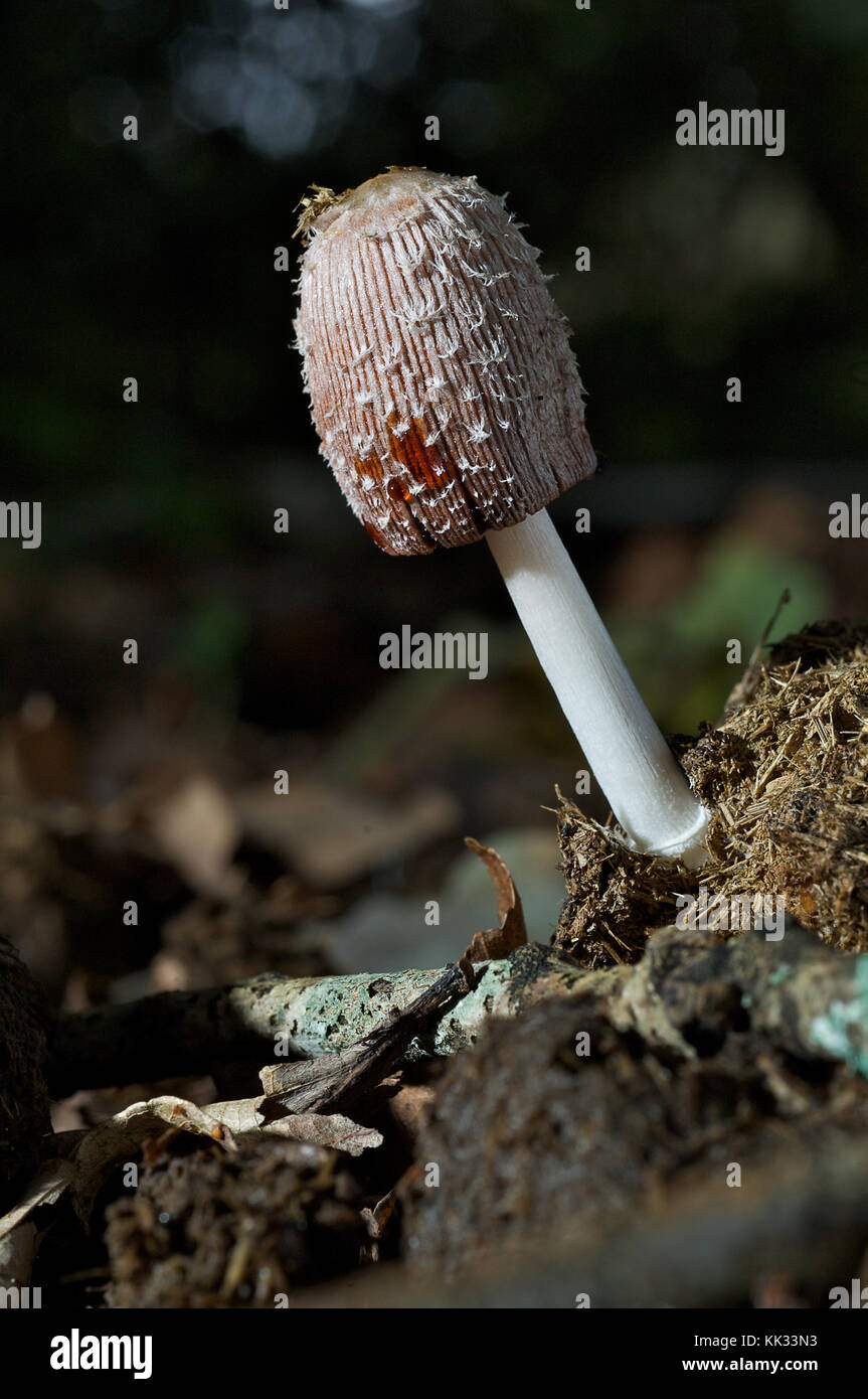 The shaggy ink cap fungi Stock Photo Alamy