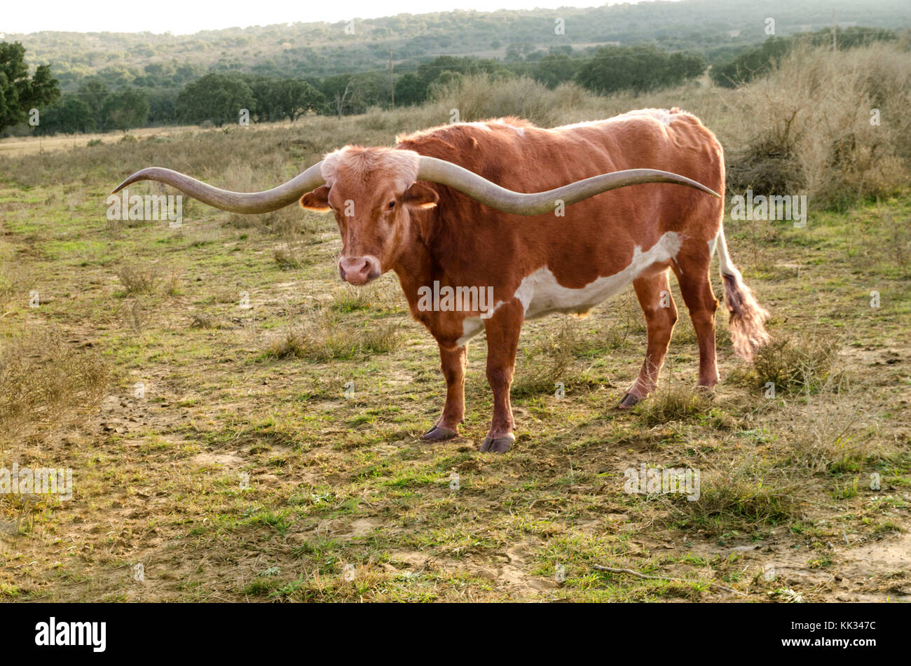 A Texas Long horn bull roams the Texas open range Stock Photo