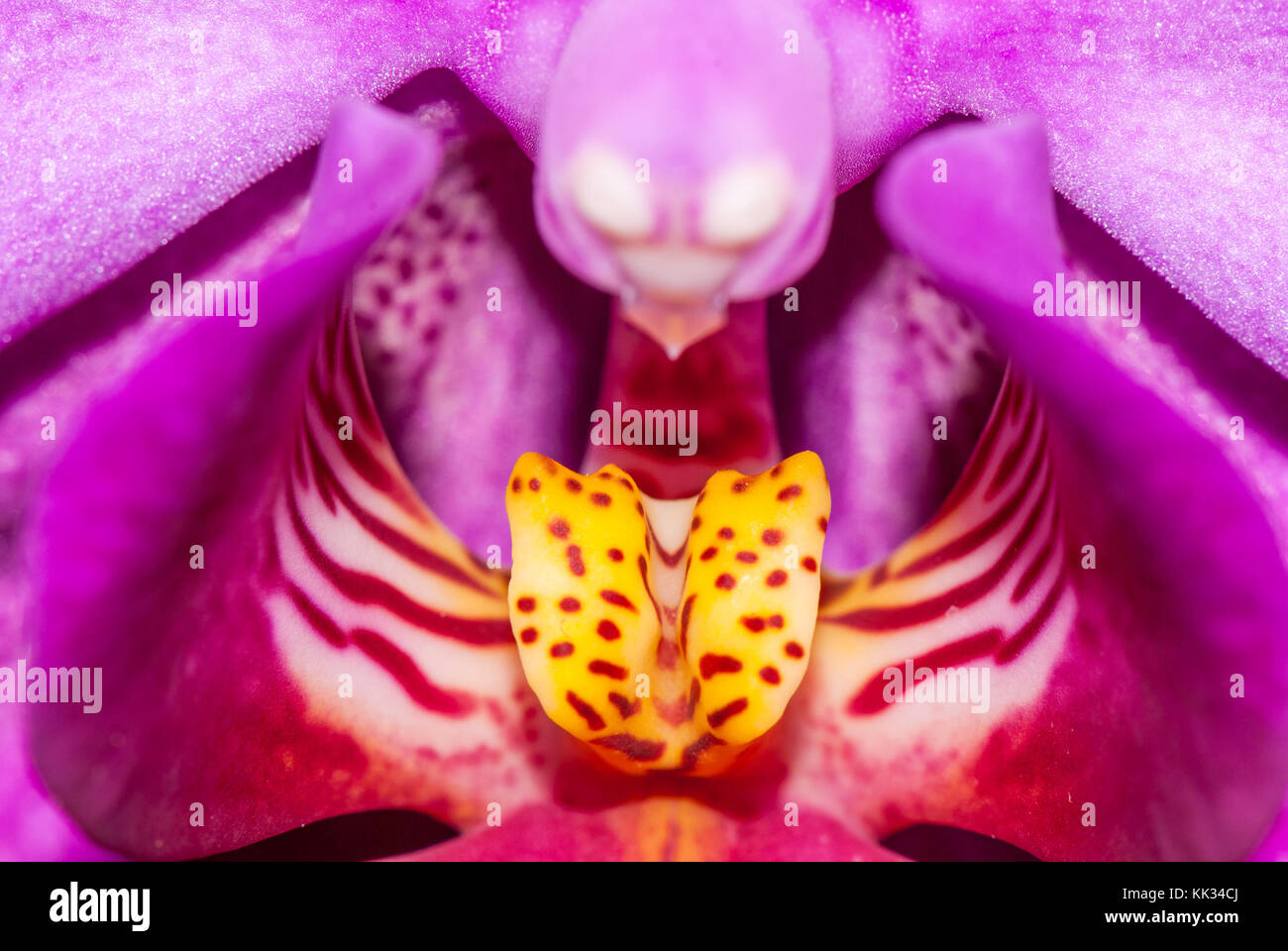 close-up of Phalaenopsis orchid, pink orchid Stock Photo