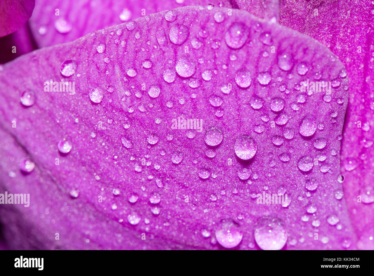 close-up of a petal of Phalaenopsis orchid with water drops, pink orchid Stock Photo