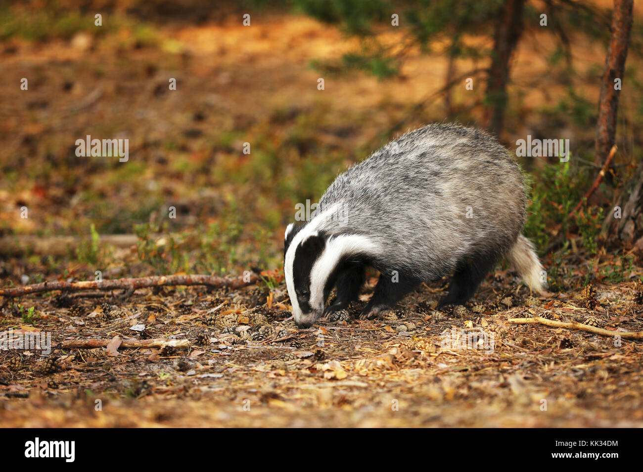 Eurasian Badger - Meles meles - in autumn forest Stock Photo