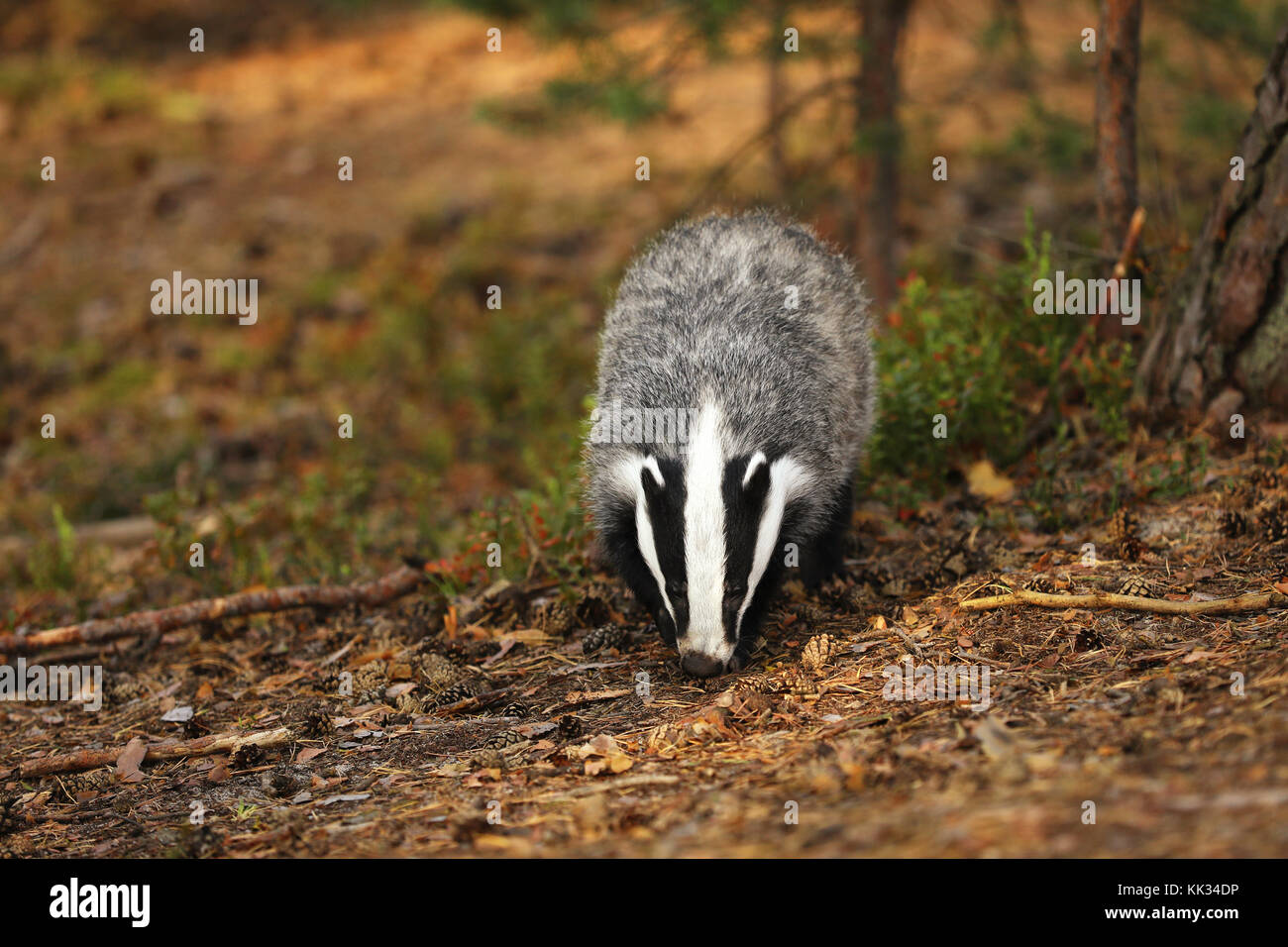 Eurasian Badger - Meles meles - looking for feed Stock Photo