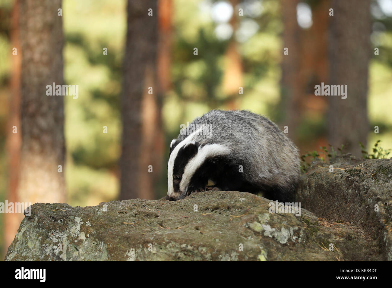 Eurasian Badger - Meles meles - looking for feed on stone Stock Photo