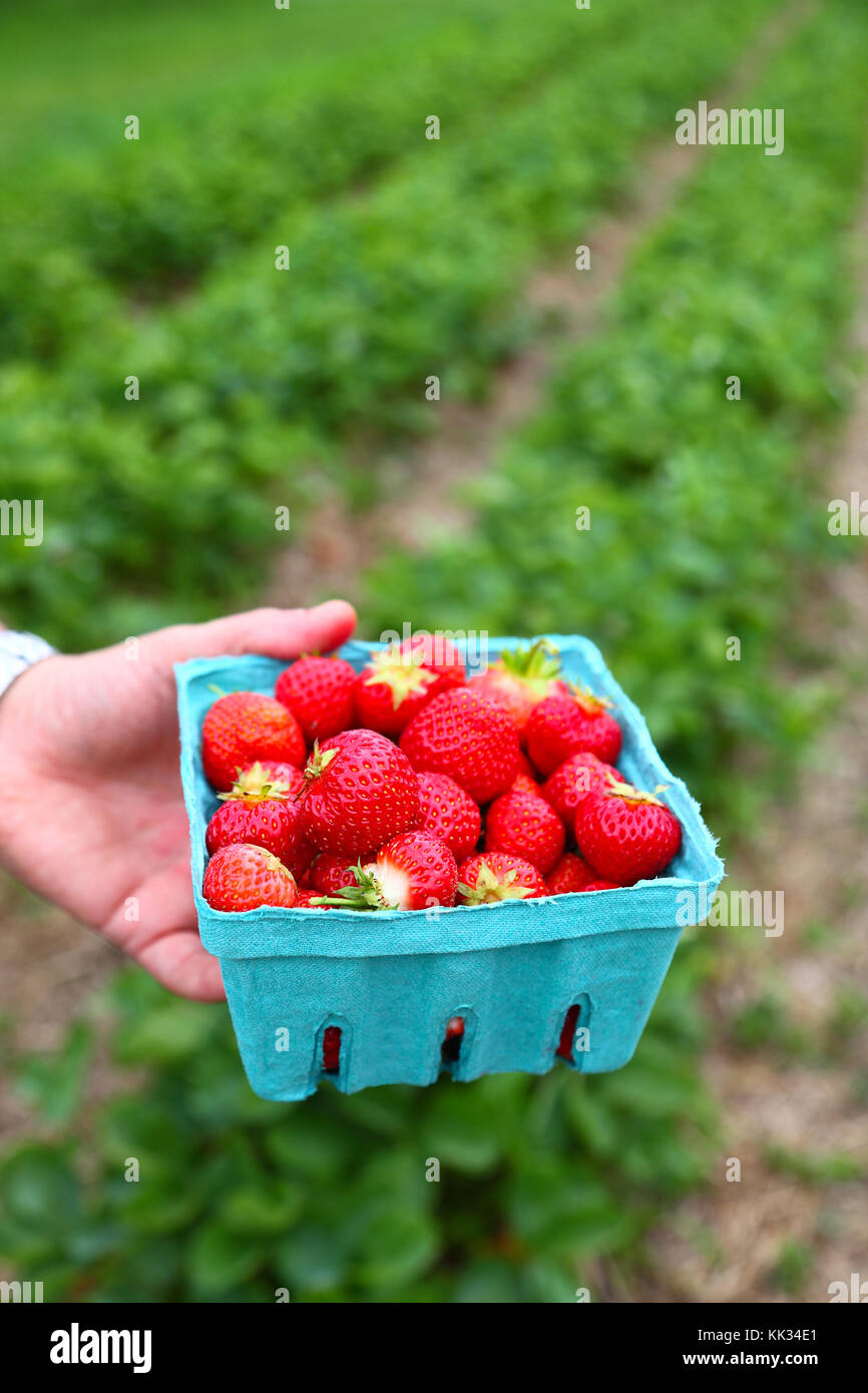 Man holding pint of strawberries Stock Photo Alamy