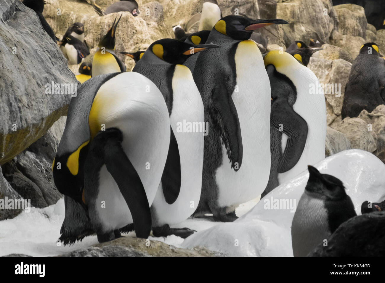 arctic king penguin group of penguins in zoo Stock Photo Alamy