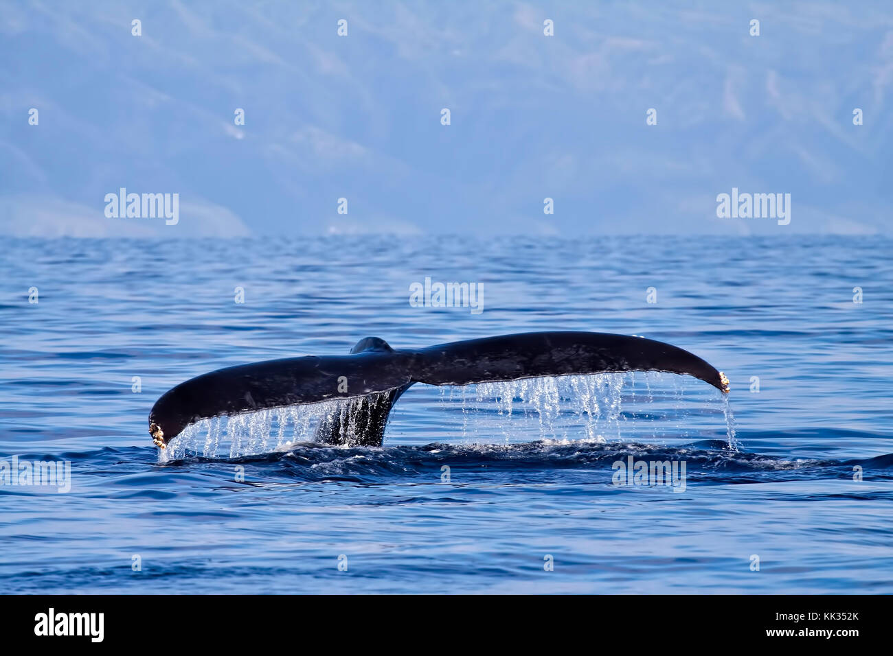 Humpback whale tail while on a whale watch in Lahaina on Maui Stock ...