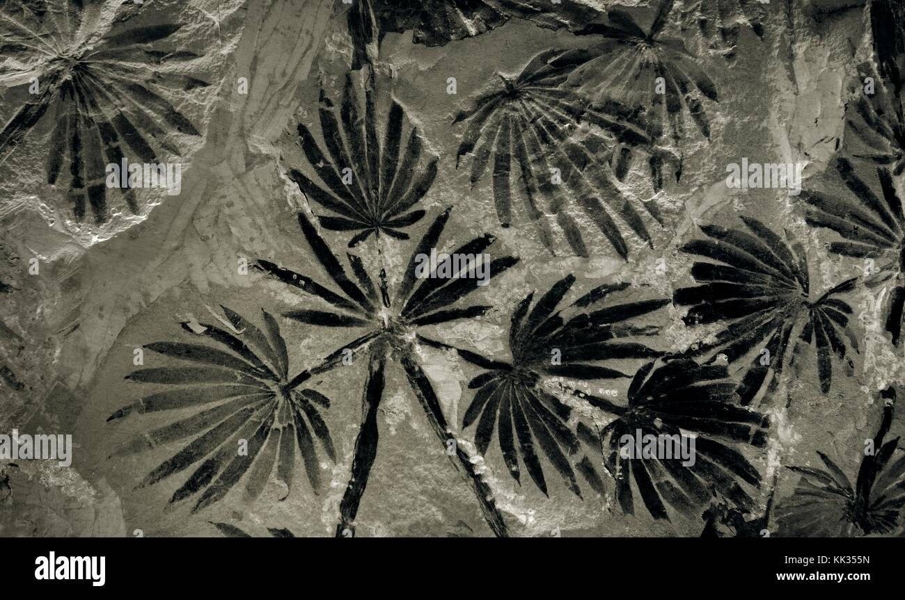 Carbonised coal fossil fossilised fern frond leaf from Jurassic era in Coal Museum of China. Taiyuan city, Shanxi Stock Photo