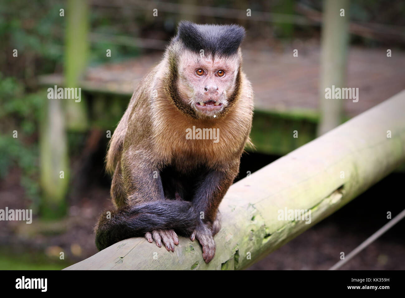 Black capuchin monkeys in South Africa Stock Photo Alamy