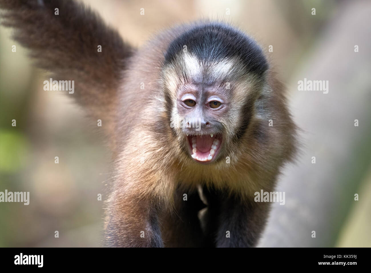 Black capuchin monkeys in South Africa Stock Photo Alamy