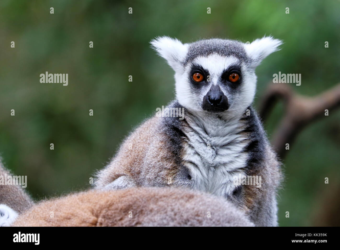 Ring-tailed lemurs in South Africa Stock Photo