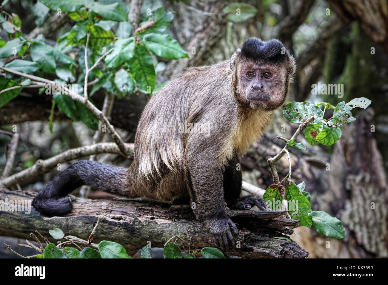 Black capuchin monkeys in South Africa Stock Photo Alamy
