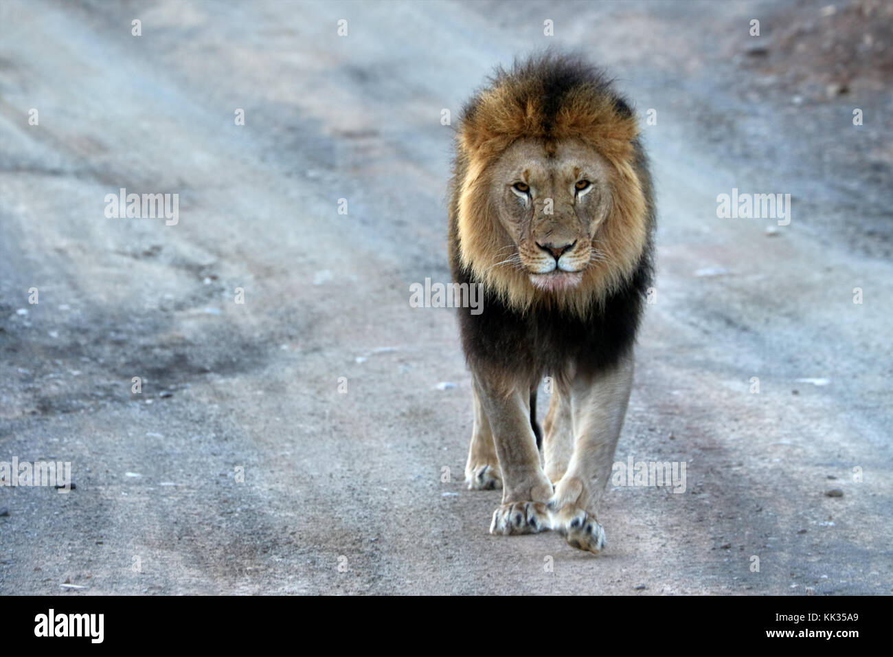 Close up of male lion in the Kruger National Park, South Africa Stock Photo