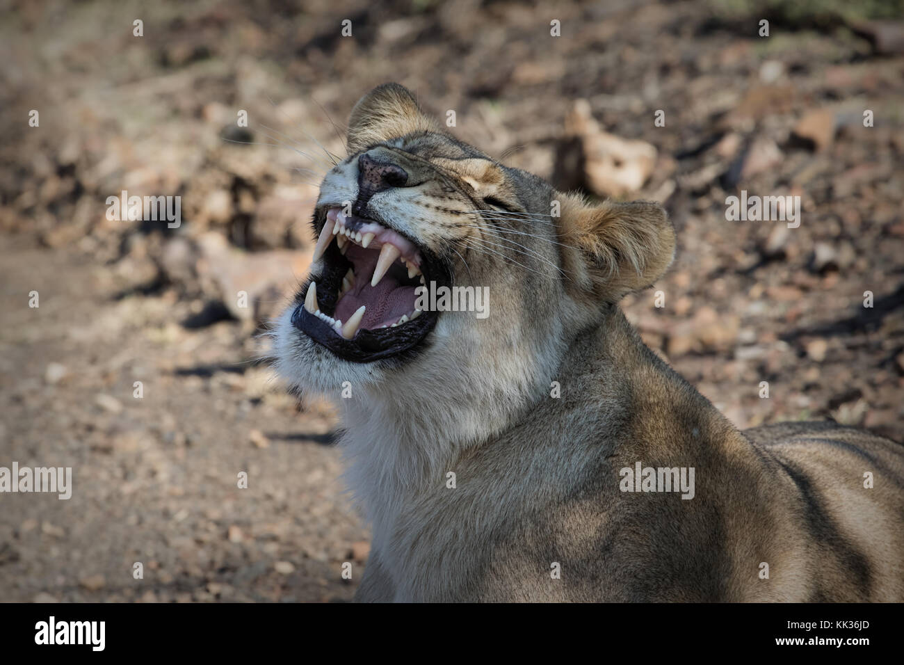 Tired lion in the Kruger National Park, South Africa Stock Photo