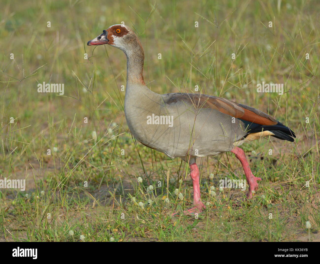 Egyptian goose Stock Photo Alamy