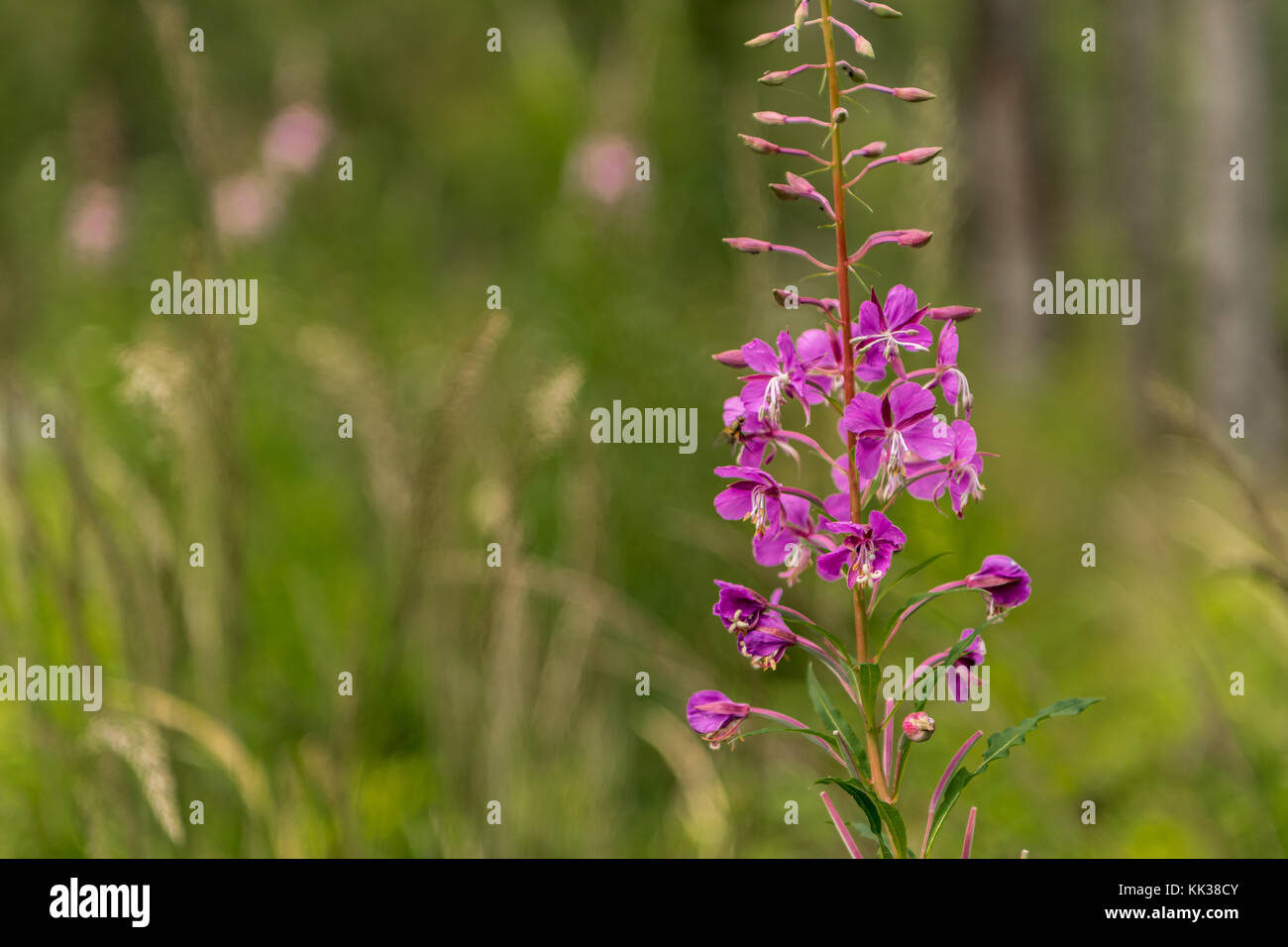 The purple fringeless orchid in Slovakia Stock Photo