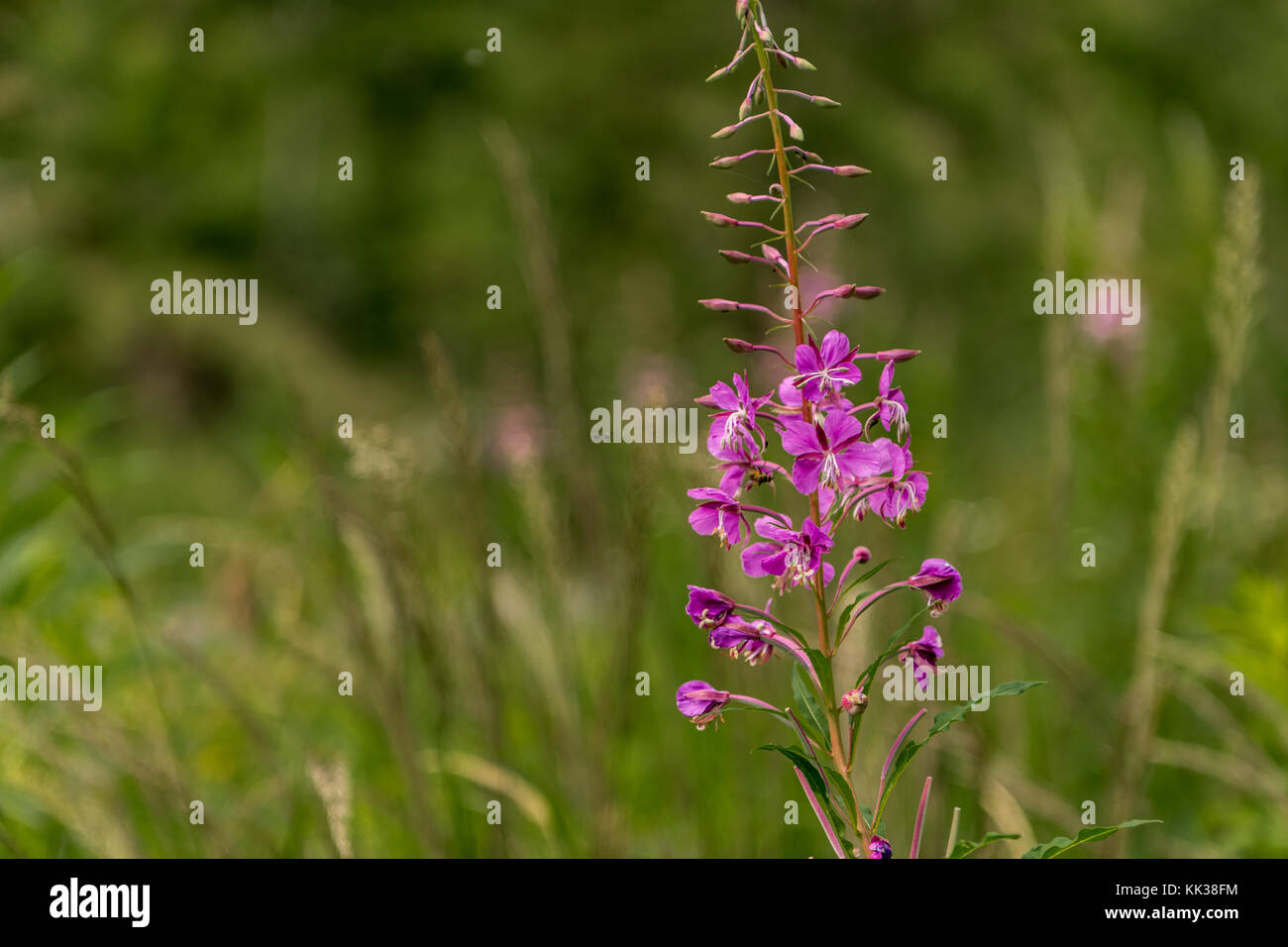 The purple fringeless orchid in Slovakia Stock Photo