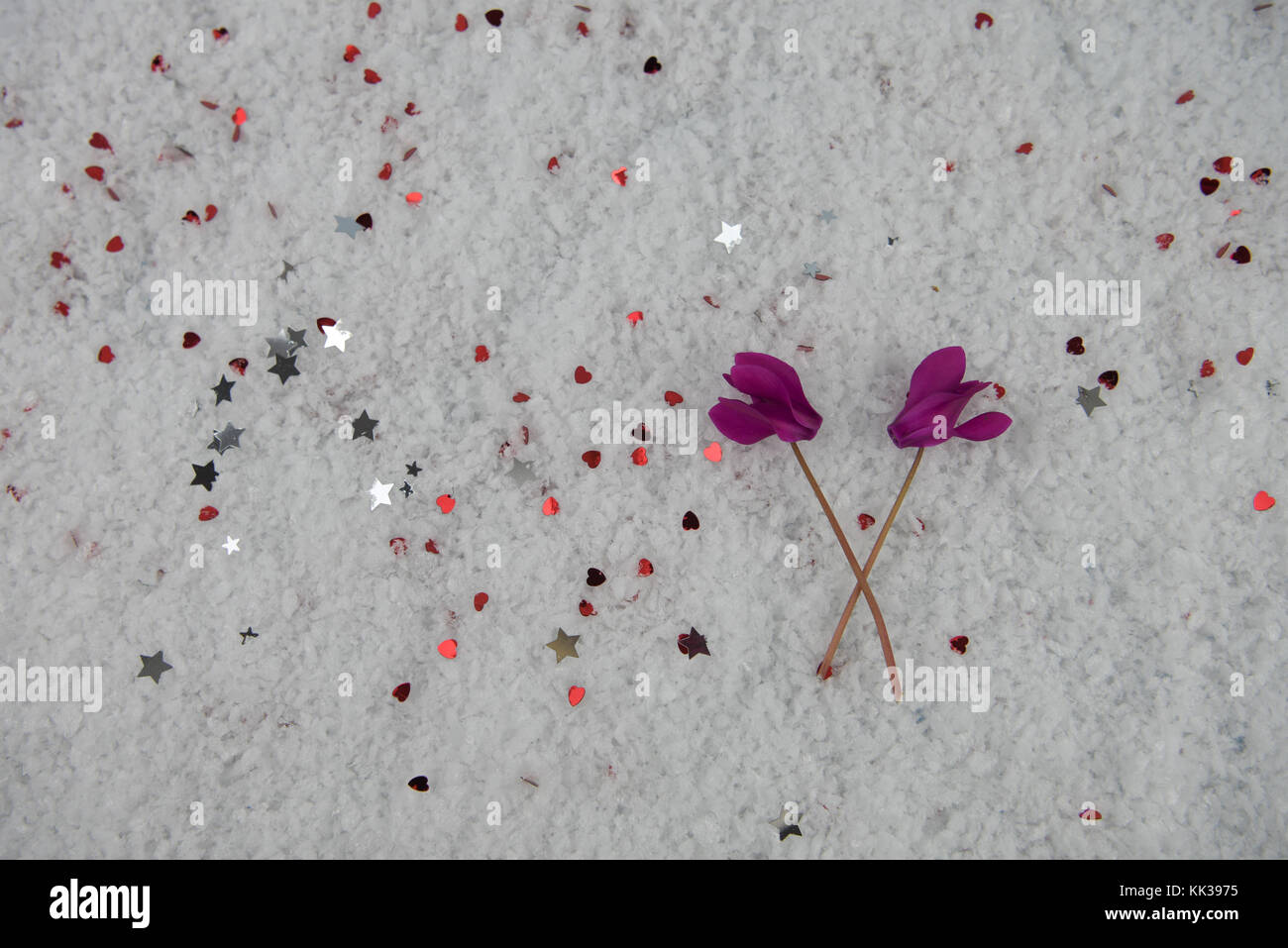 winter photography image with fresh cut seasonal flowers of pink purple cyclamen in snow and sprinkled with small red hearts and silver stars Stock Photo