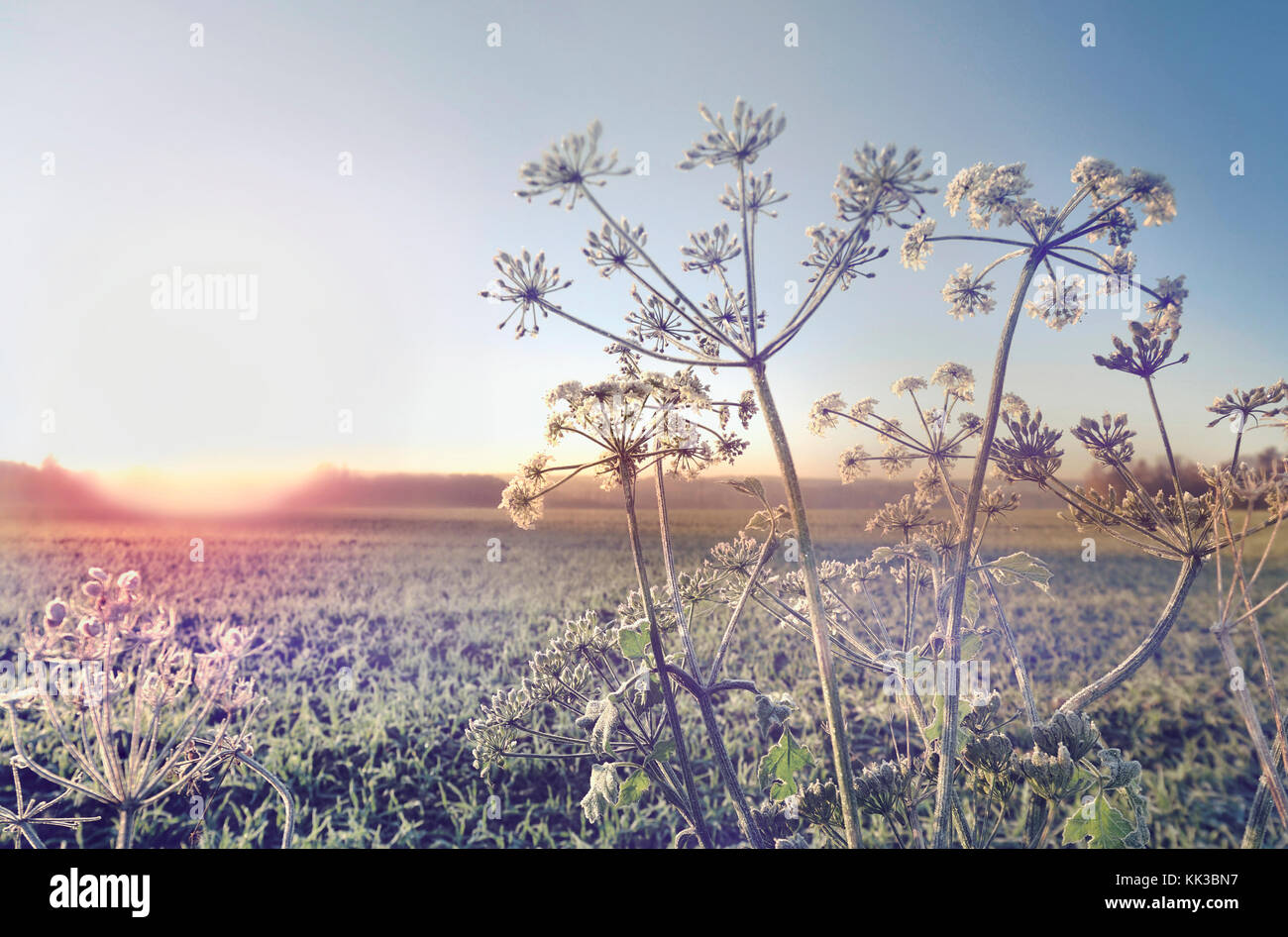 Frost covered plant sunset hi-res stock photography and images - Alamy