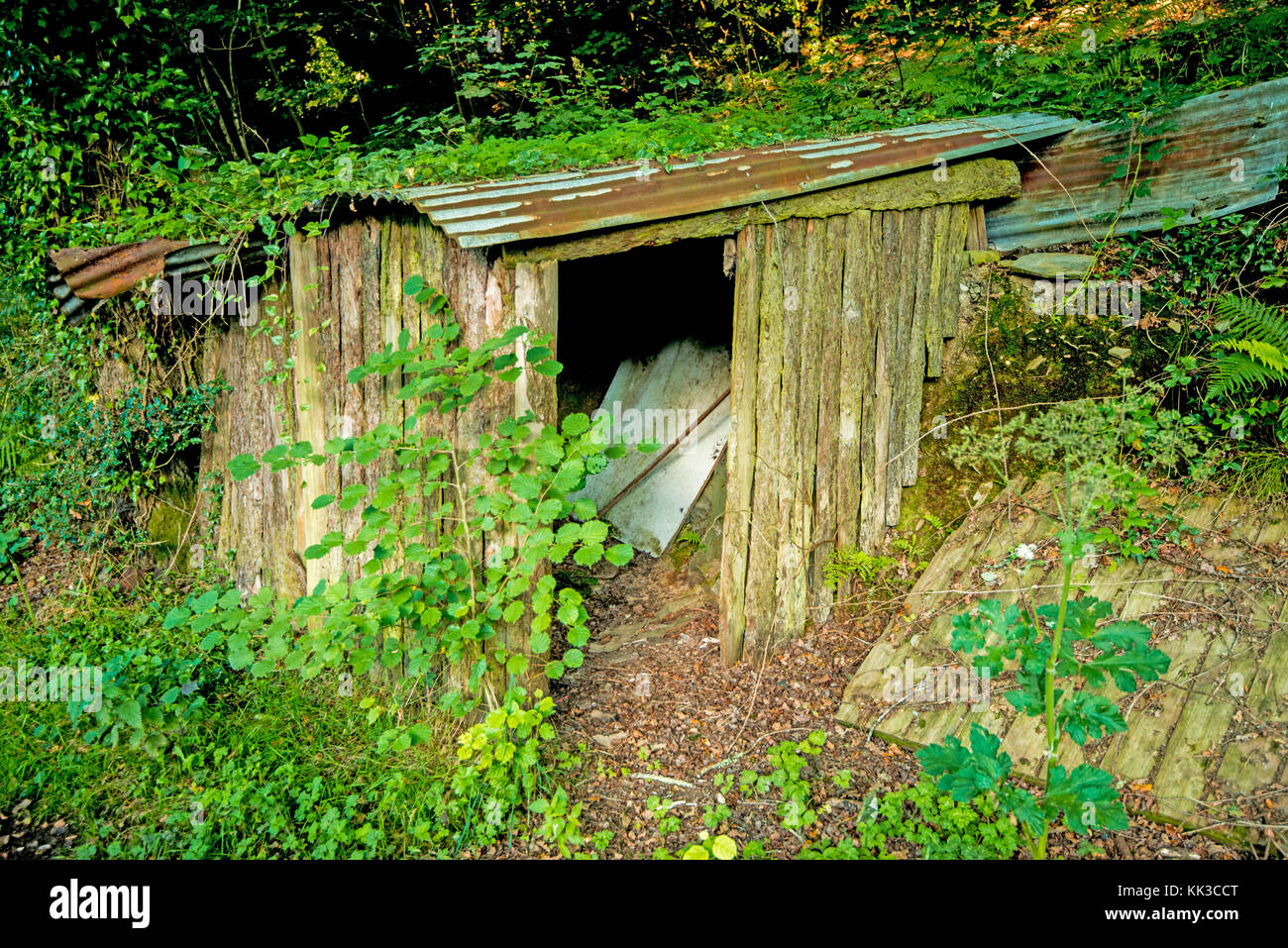 This old shed in the woods of Devon barely retains its primary function ...