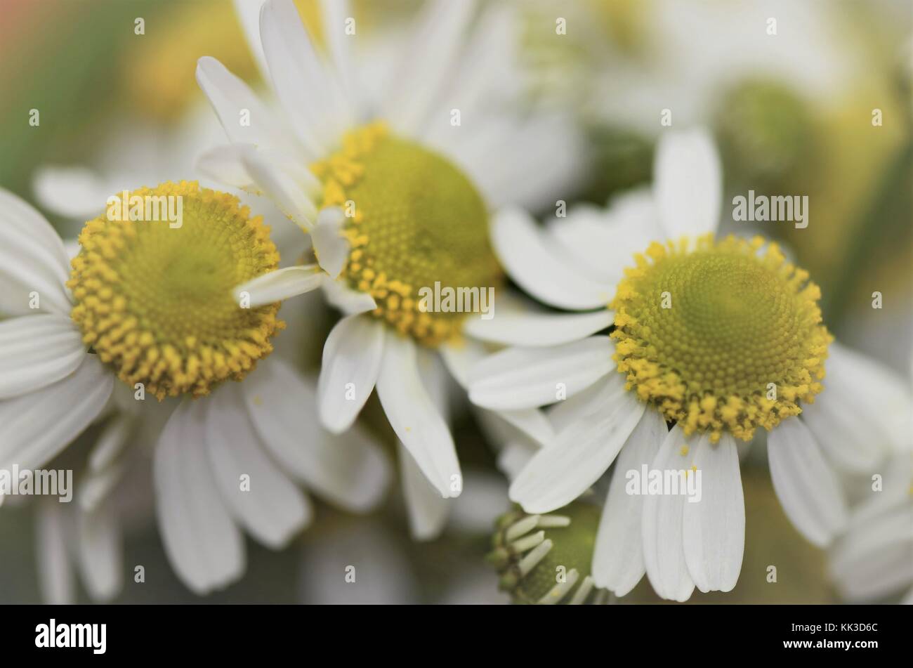 Close-up macro of fresh wild Camomile flower heads Stock Photo