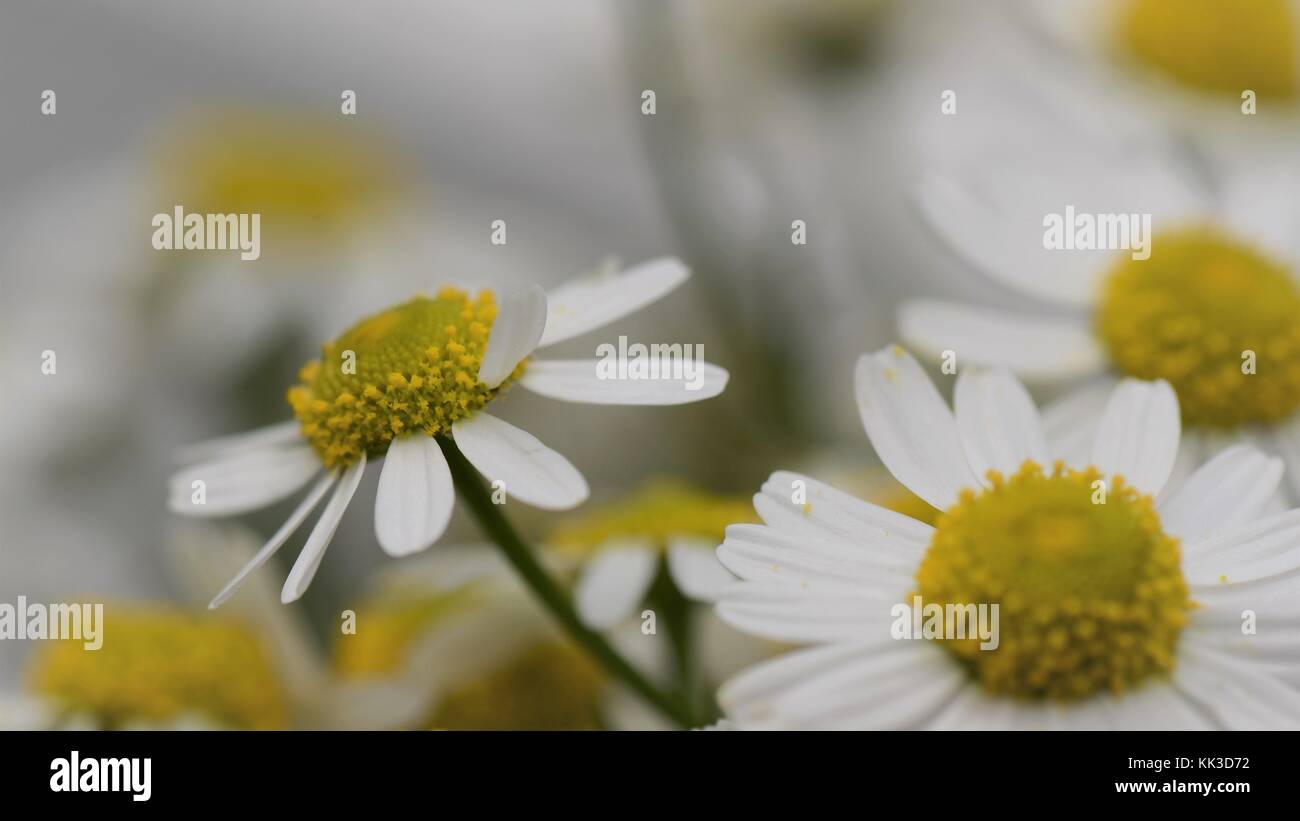Close-up macro of fresh wild Camomile flower heads Stock Photo