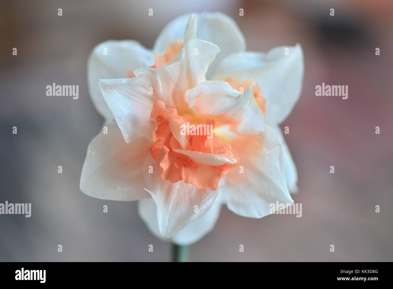 Isolated Daffodil with narrow depth of field, soft focussing, bokeh. Stock Photo