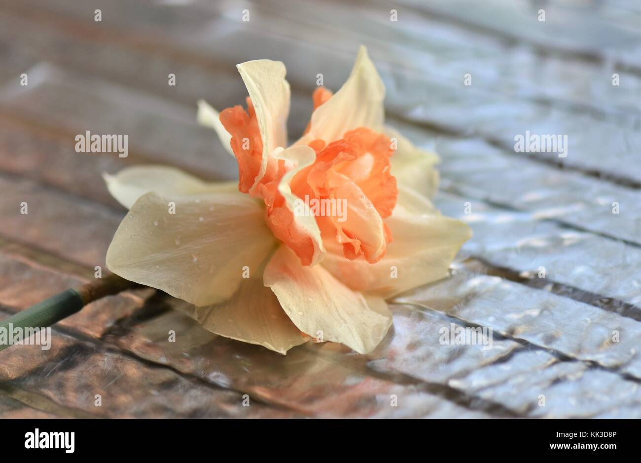 Cut springtime Daffodil laying on a draining board in running water Stock Photo