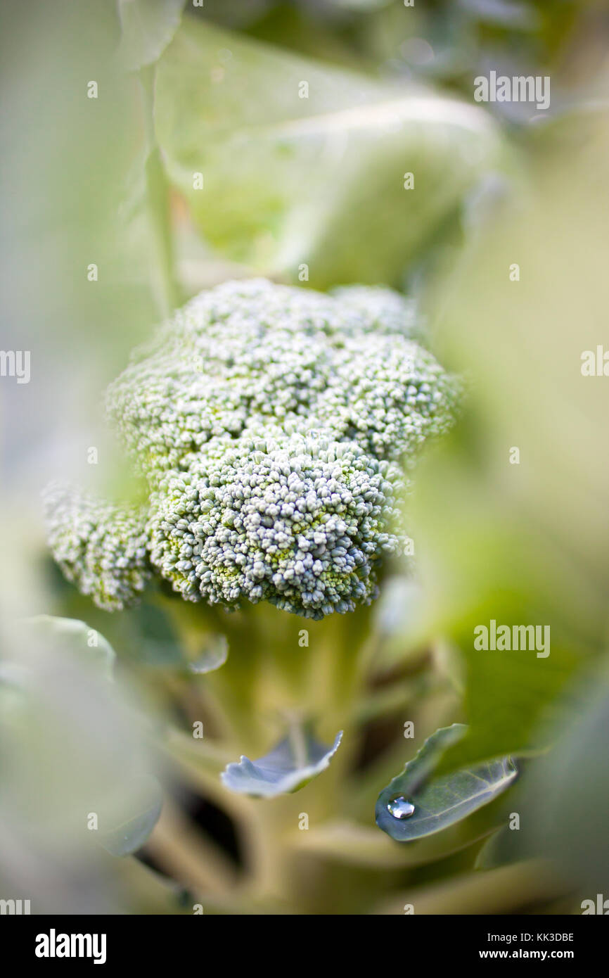 Growing broccoli in home garden Stock Photo Alamy