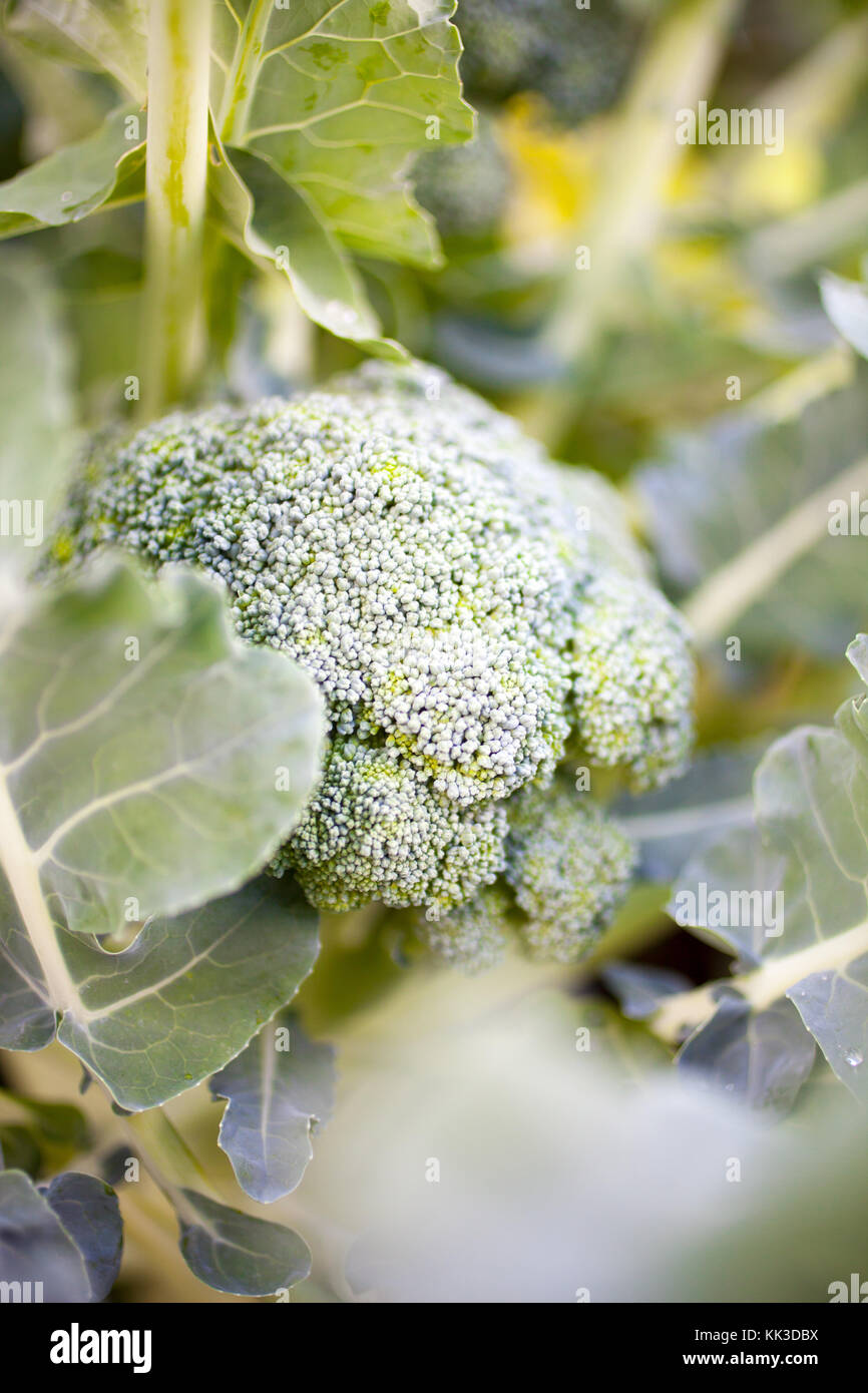 Growing broccoli in home garden Stock Photo Alamy