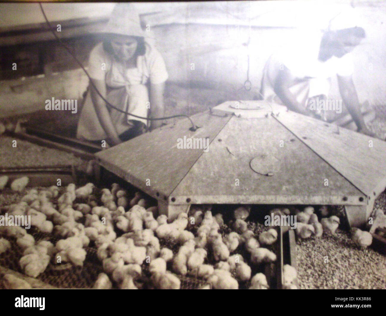 Israel 7094 Pioneer coop with chicks Stock Photo Alamy