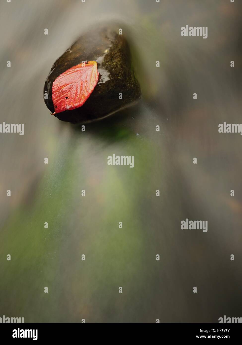 Thorny raspberry leaf caught on wet stone. A leaves trapped in the middle of a mountain stream. Stock Photo