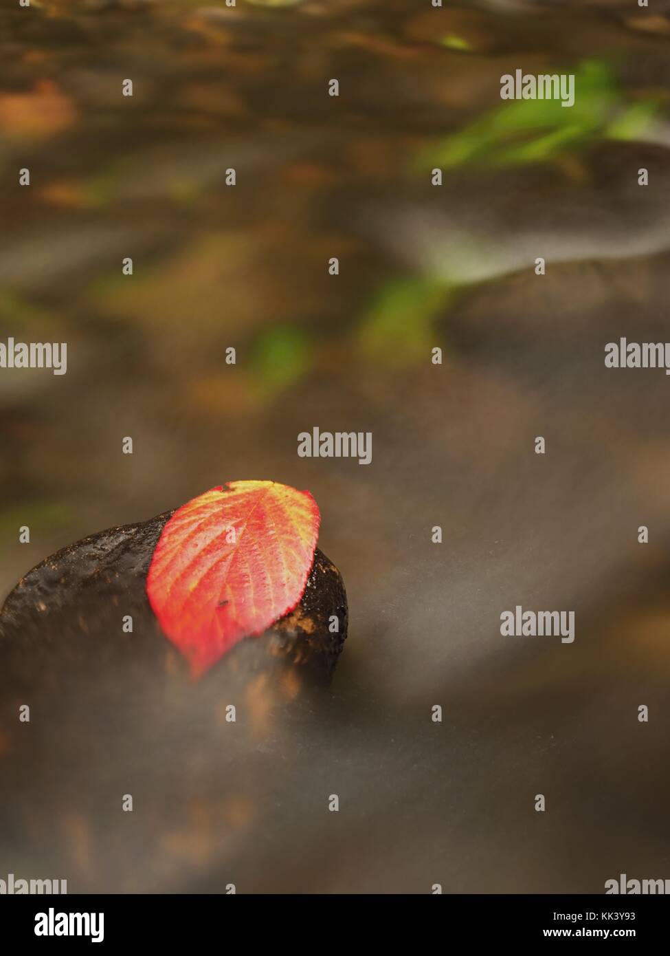 Thorny raspberry leaf caught on wet stone. A leaves trapped in the middle of a mountain stream. Stock Photo