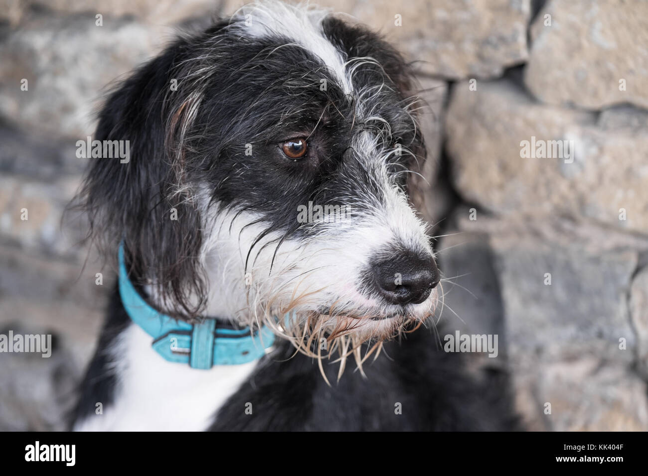 Scruffy black & white dog Stock Photo