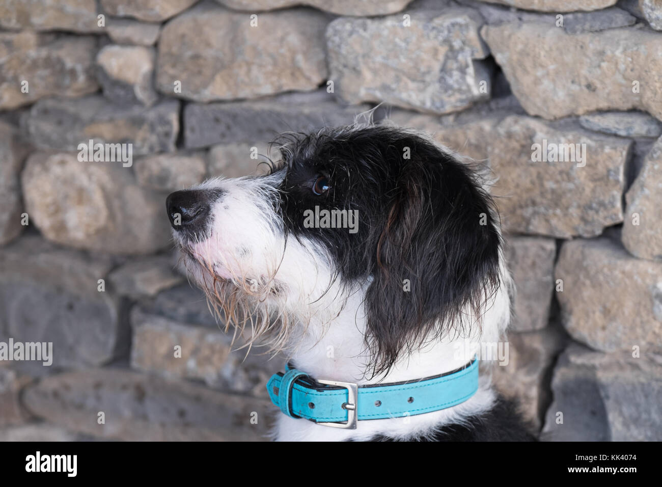 Scruffy black & white dog Stock Photo