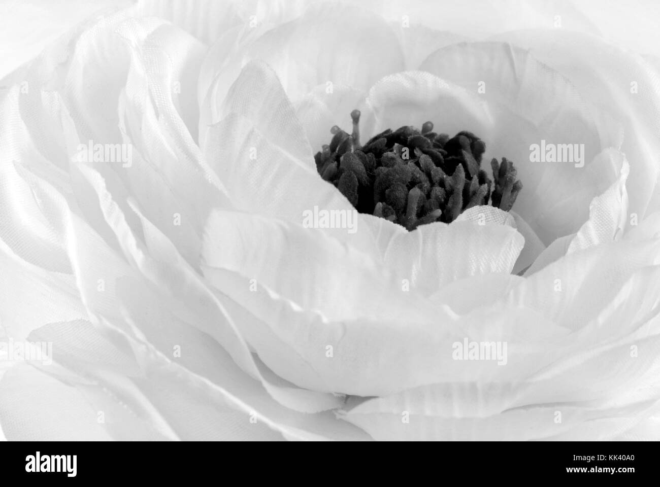 White buttercup ranunculus hires stock photography and images Alamy