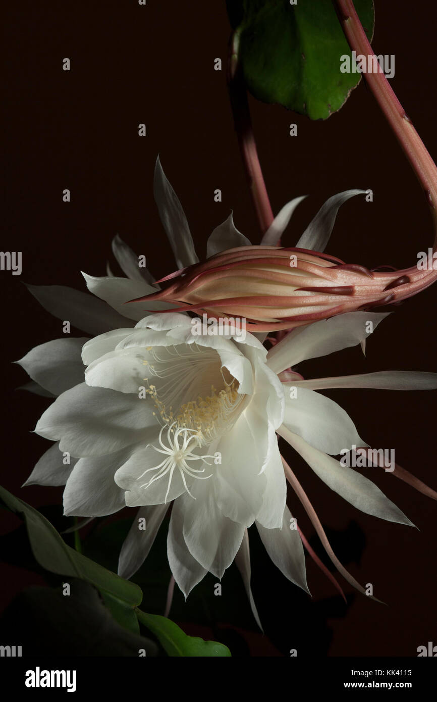 The night blooming cereus blooms usually only once a year and the blossoms last only for one night. Stock Photo